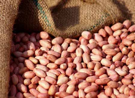 Pk - 01 Peanuts Kernels