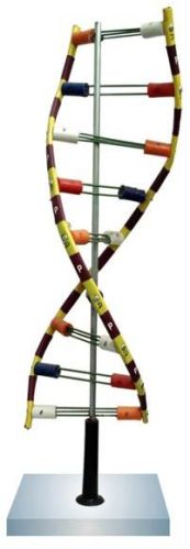 DNA Model Kit