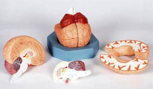 Human Brain Model