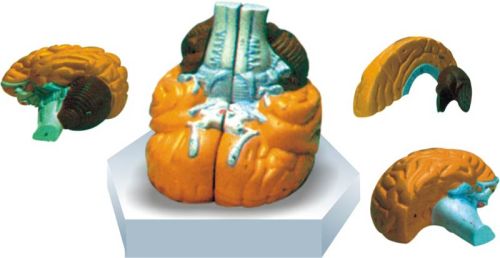 Human Brain Model