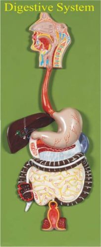 Human Digestive System