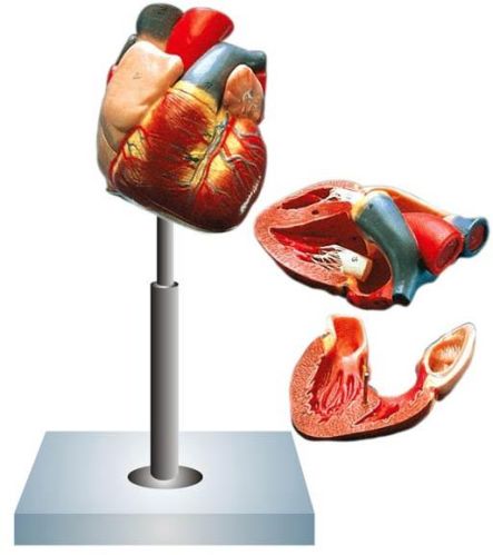 Human Heart Model