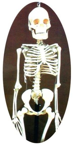 Human Skeleton Model
