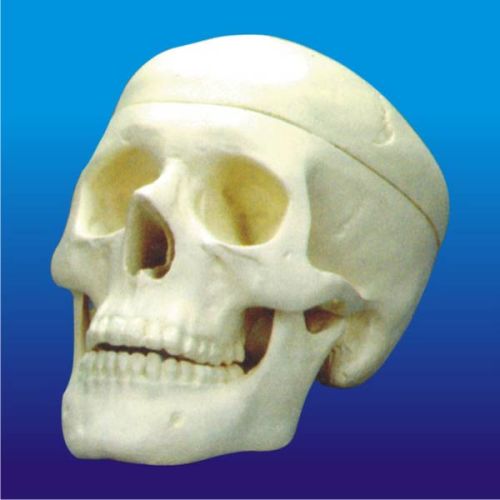 Human Skull Model