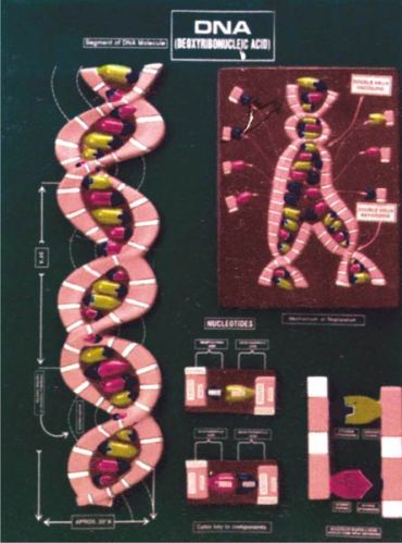 DNA Model