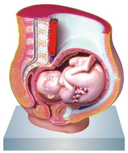 Pregnancy Pelvis With Baby