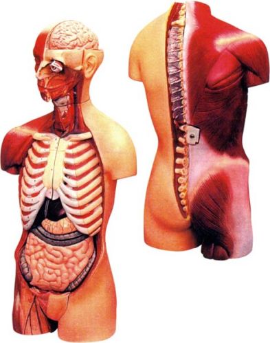 Torso With Muscles and Open Back