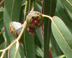 Eucalyptus Globulus Oil, For Fever, Infections, Stomach Issue, Feature : Aid Wound Care, Freshness