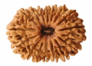 Rudraksha Bead