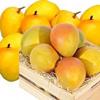 Alphonso Mangoes-01