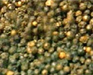 Black pepper powder, Moisture : 12% Max