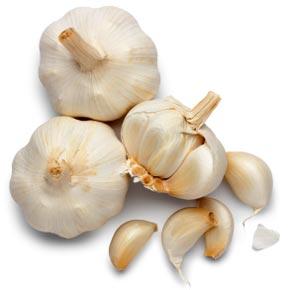 Garlic