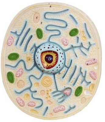 Typical Plant Cell Model