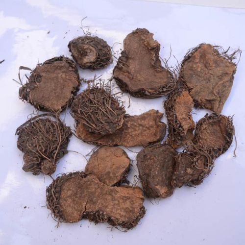 Dioscorea Bulbifera Tuberous Herbs, Color : Red