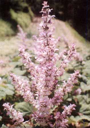 Clary Sage Oil