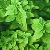 Marjoram Oil