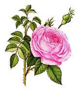 Rose Oil