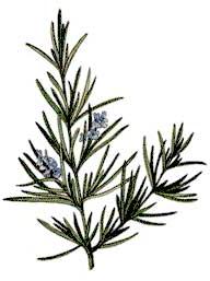 Rosemary Oil