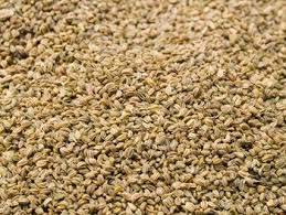 Celery Seed Oil