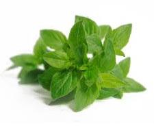 Herb CARVACROL Oregano Oil, Certification : ISO 9001:2015, WHO-GMP