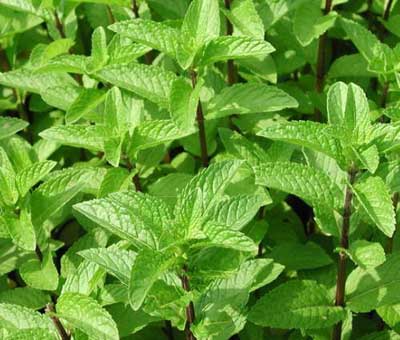 Spearmint Oil, Feature : Hygienically Packed