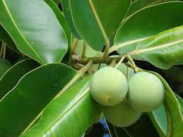 Common Tamanu Oil, For Medicine Use, Form : Liquid