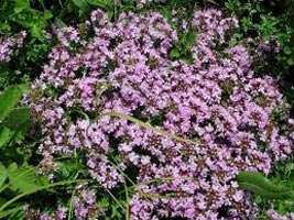 Thyme Oil, Purity : 100%