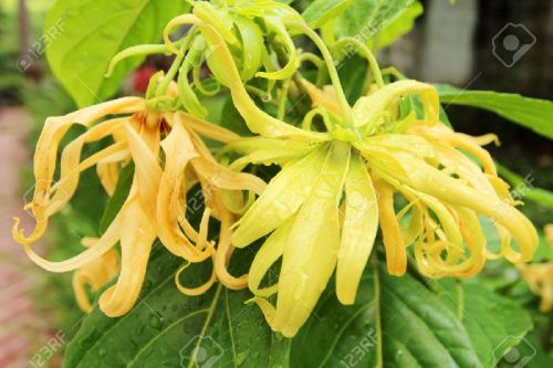 Ylang Ylang Oil, Certification : ISO 9001:2015, WHO-GMP