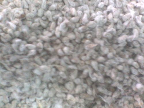Cotton seed, Brand Name : VETTIER