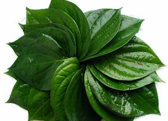 Fresh Betel Leaves