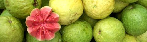 Guava Fruit