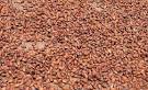 Cocoa Bean