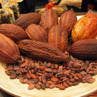 Dried Cameroon Raw Cocoa Beans