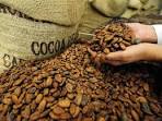 Raw Cocoa Beans