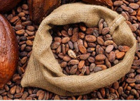 Roasted Cocoa Beans Shell