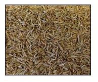 Cumin seeds, Packaging Size : 50kg