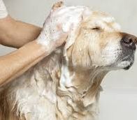 Dog Shampoo, Form : Liquid