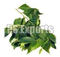 Curry leaves, Application : Medicine Use