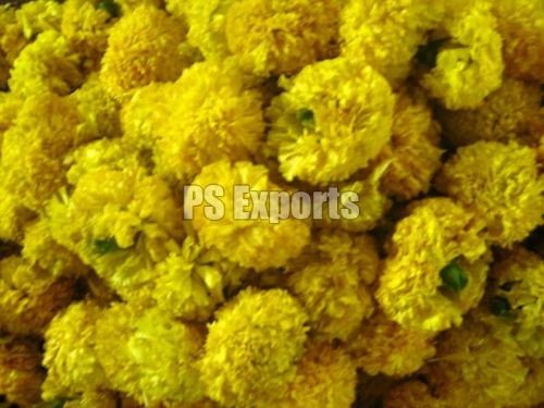 Fresh Marigold Flowers