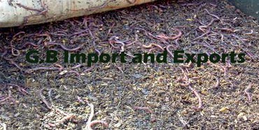 Organic Fertilizer