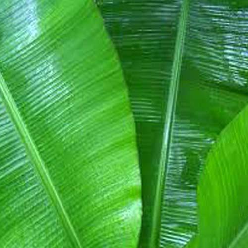 Banana Leaves