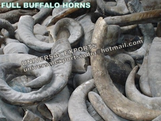 Buffalo Horns