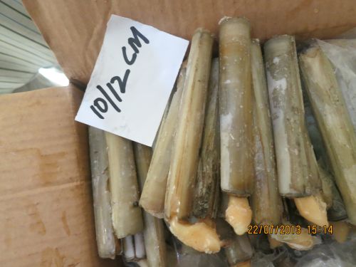 Frozen Whole Razor Clam, Brand Name : Prime, Certification : ISO