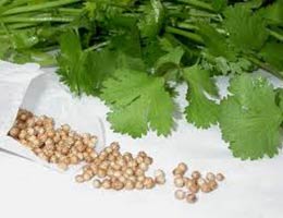 Coriander