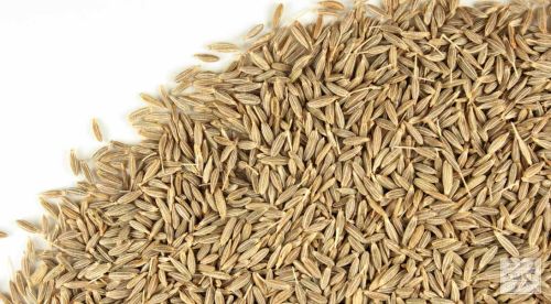 Cumin Seed