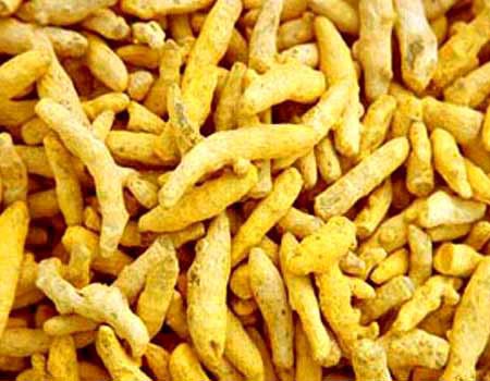 Turmeric finger, Packaging Type : PP Bags