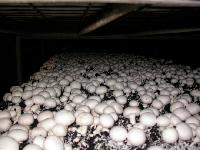 Light White Mushroom Production Plants