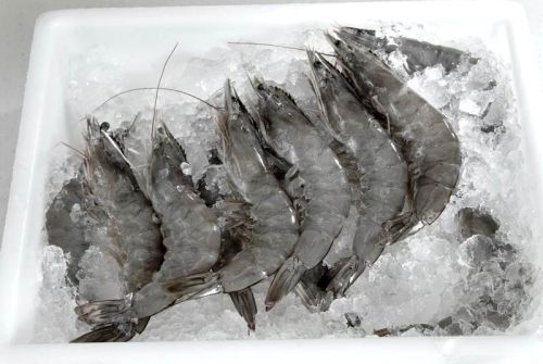 Frozen Shrimp