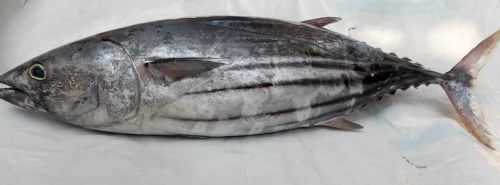 Skipjack Tuna