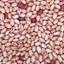 Crop Light Speckled Kidney Round Shape Beans
